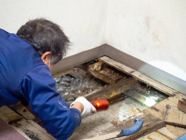 Best Residential Mold Remediation in Dacula, GA