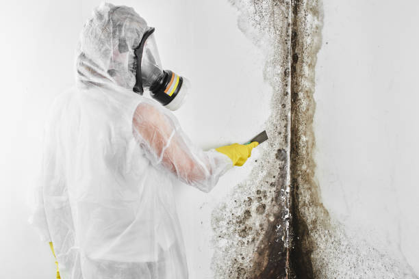 Best DIY Mold Remediation Support Services in Dacula, GA